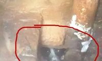 为救卡下水道的小狗 消防3次出动钻人孔爬粪坑