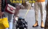 机器狗的宠物属性已经被挖掘出来了,已经有时髦人土开始在大街上溜机器狗了