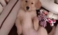 网购了一只金毛犬，快递到家时主人笑出鼻涕