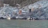 无人岛传出阵阵哀鸣，当大家人心惶惶时发现…上面有两只狗狗！
