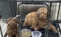 主人搬家把2只狗遗弃，狗狗守着行李不愿离开，它们还在等主人