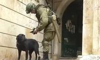 全球牺牲率高的军犬非德牧, 而是中国大部分家庭养殖此宠物犬