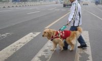 超萌导盲犬,奋不顾身保护主人,感人影片曝光