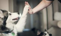猫猫狗狗也有保险了，百亿宠物医疗市场迎来新战场
