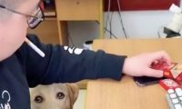 主人家在抽烟，狗狗看过也要来一根，给它后一脸疑惑表情：不能吃？