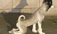 花380给狗狗刮毛,結果把狗剃变成驴!狗没自卑主人先自卑了?