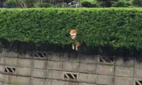 呆萌柴犬在路边被卡住 网友发现被萌坏了