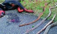誓死守护主人 杜宾犬搏斗4蛇惨死