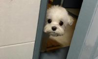 在狗狗眼里,主人上厕所不止是在拉屎,还代表这些意思!