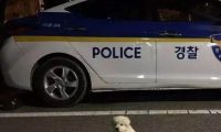 好心捡小狗回警队，18个月后却长到这么大，这是要吃垮我们吗？