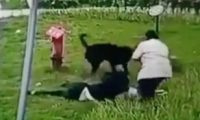 3岁女童遭狗群撕咬，已找到2只涉事狗的主人