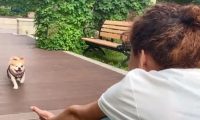 这条小狗接“死亡诊断”，被埋4天后竟爬3.5公里回“家”