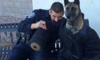 警犬穿训练服体验被咬的感觉 一脸无奈的表情