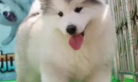 杭州禁养犬有阿拉斯加吗 | 8岁女孩被咬伤面部 伤人的是一只8个月大的阿拉斯加犬