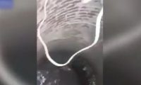 小狗不慎坠下6米水井 所幸消防员救其脱险