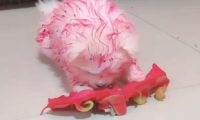 奶狗吃火龙果,全身上下越来越红通通,网民一看被萌狗融化了