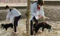 柴犬拣死老鼠回家加菜,女主人超崩溃,吓得不停摇晃拍打狗狗!