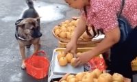 狗狗独自一人去买蔬果,还了解和老板议价:送我一个,下一次还来!