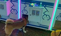 柴犬少女心爆棚泛滥成灾,非得娃娃机里的公仔,狗狗:夹不上就不动