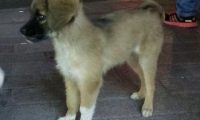 小流浪犬迷途在公交车站,男孩儿进入车内后见到它追随的模样,猛然优柔寡断了