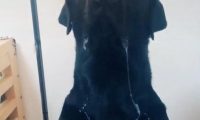 狗狗坐着饭食的眼前，哈喇子不止的往下滴，手上所有要打湿了！