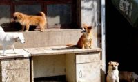 夫妻领养比特犬,3小时后立刻送回来:咬伤我家藏獒!