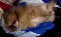 狗狗太闹腾让人烦,女主人拿这个“威胁”,嚣张狗狗立马怂了