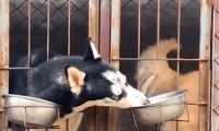 技巧熟练！二哈隔笼抢金毛犬粮，网民：这二哈不纯