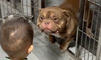 看起来凶猛的恶霸犬，对孩子却非常温柔，都望眼欲穿了：快摸我！