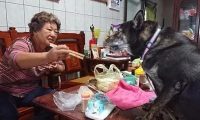 外婆喂狗狗吃荤被闺女阻拦,反骂:我就礼拜不让你吃荤试一下?
