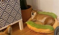 柴犬靠在花盆上入睡，脸部的肉都把双眼挤得眼睛睁不开了，还不肯动呢