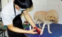 狗狗意外猝死 原因竟然是害怕被剃毛