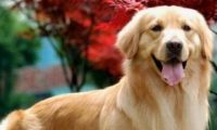 女子遭遇宠物运输事故 本应“乘飞机”的金毛犬被热死