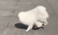 这狗狗教坏在碰瓷，个人行为还很浮夸，路人和狗都被吓傻了