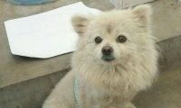 流浪犬被抛弃在小区,从趾高气扬到流离失所,狗狗一天比一天削瘦