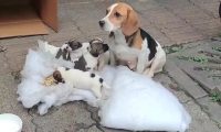 7只纯种比格犬,“连妈带儿”被遗弃街头,原主人是散财童子?