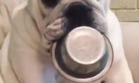 狗狗叼着饭碗等主人弄饭，主人弄好以后早已蹲着睡觉了！