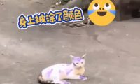 狗狗全身被涂满颜色，路人笑道：我们小时候也如此，它们早就习惯了