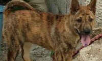 没人要的田园虎斑犬被领养到国外，一段时间后，它竟然成了一个小明星！