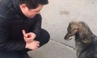 超有灵性流浪狗狗 先握手道谢再咬走食物