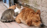 一小区多只猫狗离奇死亡？住户怀疑被投毒