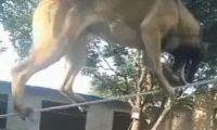 狗狗高处踩铁绳，铁绳细如线丝，我的专业技能竟然比不上狗！