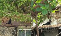 流浪狗被困在废弃宿舍屋顶7天 见人就跑 他却徒手爬树勇捞