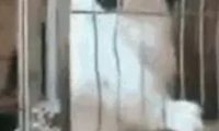 德牧给别的狗演示怎么开锁越狱,德牧:二哈注意看,这里是重点