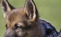 警犬在训练过程中,打起了瞌睡:不听不听,乌龟念经