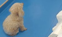 主人给17岁贵宾犬安乐死，它目不转睛看了家人很久很久，太诛心