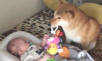 小主人出世后，想不到柴犬愈来愈忙，还能教宝宝玩手机