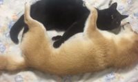 柴犬不把猫咪当回事儿，每日变着花式戏弄猫咪，猫：由谁来拯救朕？