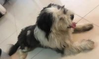 流浪狗苦等主人,终于见面后的举动令人意外:它只是在等一个告别