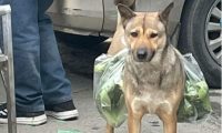 土狗每天陪着大爷买菜,从来不会到处乱跑:懂事得让人心疼